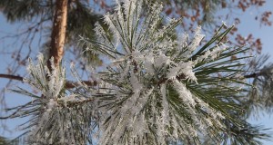 Умеренно морозная погода ожидается в Беларуси на этой неделе 000022 209962 big - Информационно-аналитическое издание города Могилев