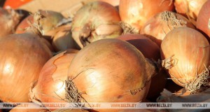 МАРТ: репчатый лук есть в продаже повсеместно 815c660e6d87c3159cabfa32c75be18e - Информационно-аналитическое издание города Могилев