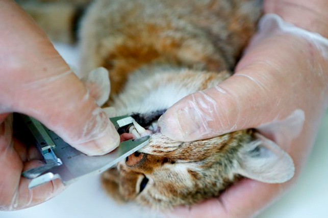 Новый вид кошачьих обнаружен на Корсике
