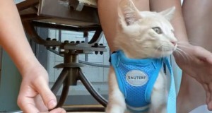 Оставь меня! Коту не нравится гулять с поводком и он нашел оригинальный выход - видео ec94e21f77582fb3101954f007ca991b - Информационно-аналитическое издание города Могилев